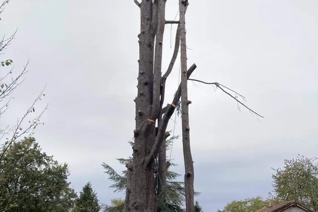 Grand arbre ébranché en cours de démontage, au-dessus d'un jardin