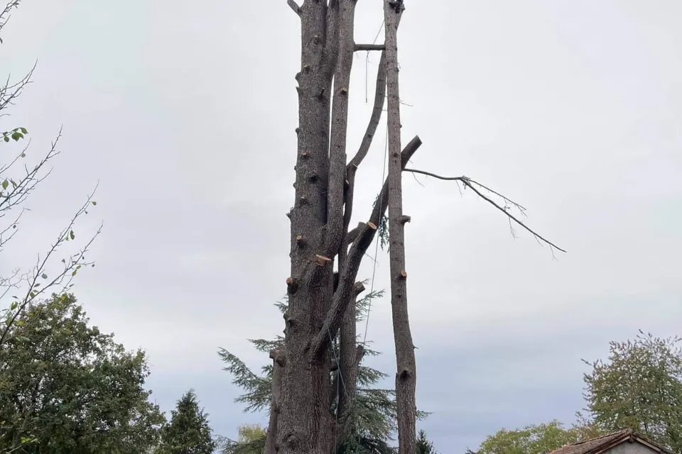Grand arbre ébranché en cours de démontage, au-dessus d'un jardin