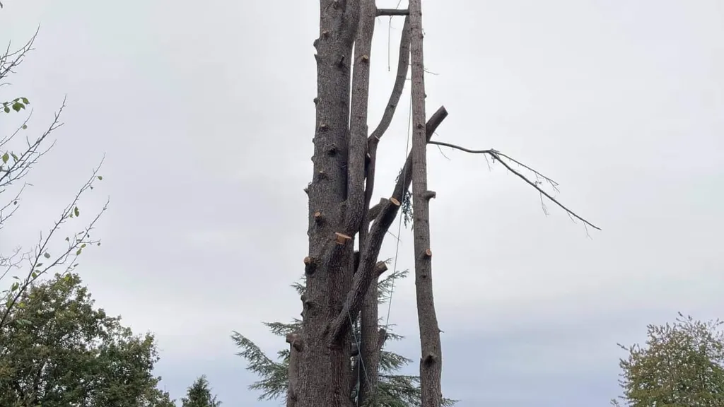 Grand arbre ébranché en cours de démontage, au-dessus d'un jardin