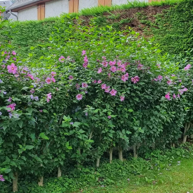 Haie d'hibiscus en fleurs, haute et désordonnée