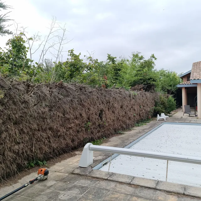 Haie sèche le long d'une piscine