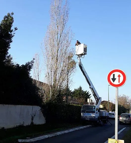 Nacelle élévatrice à hauteur d'un grand peuplier, au bord d'une route