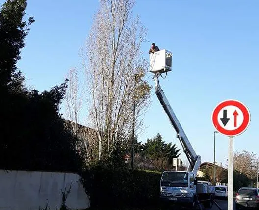 Nacelle élévatrice à hauteur d'un grand peuplier, au bord d'une route