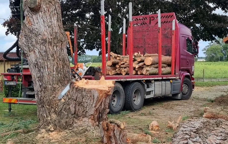 Tronc d'un arbre abattu devant un camion chargé de billes de bois