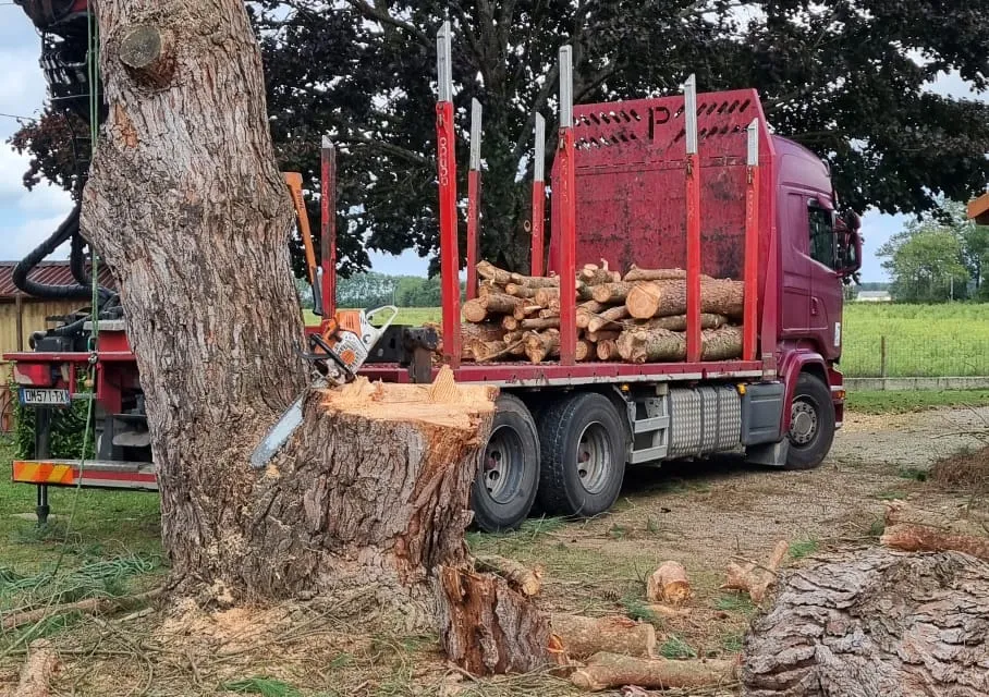 Tronc d'un arbre abattu devant un camion chargé de billes de bois