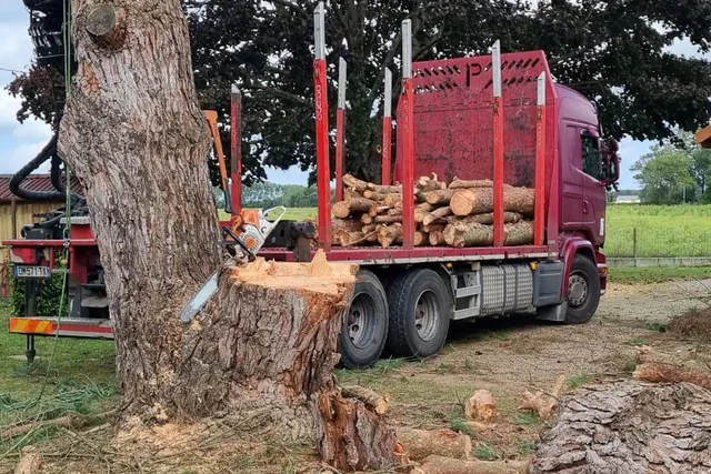 Tronc d'un arbre abattu devant un camion chargé de billes de bois