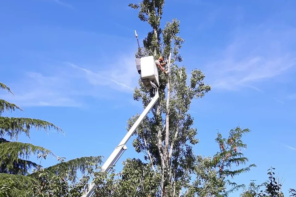 Élagueur dans une nacelle, à hauteur de la cime d'un grand arbre
