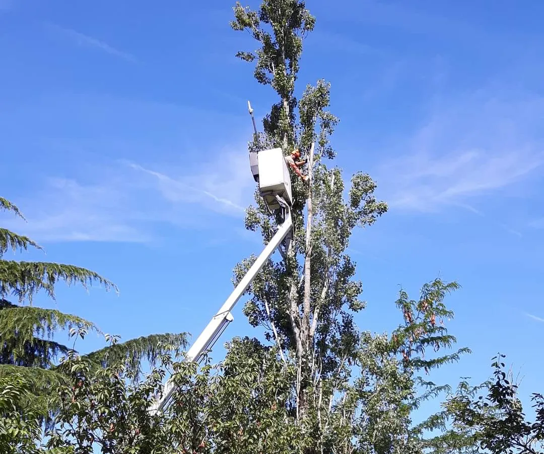 Élagueur dans une nacelle, à hauteur de la cime d'un grand arbre