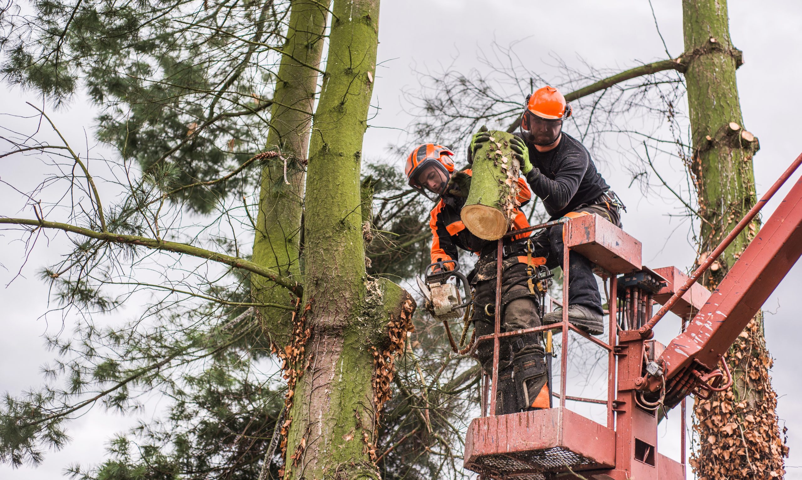 Deux arboristes avec une tronçonneuse et une plate-forme élévatrice coupant un arbre.